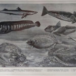 tengeri halak 3 eredeti nyomat