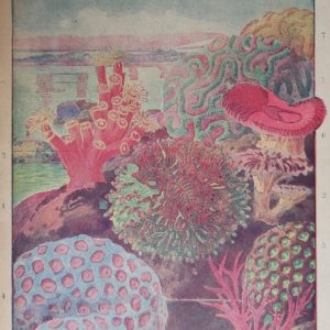 Korall eredeti régi nyomat