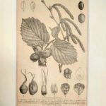 Mogyorófa eredeti antik nyomat A4 1896