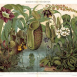 Bogárfogó növények 1893