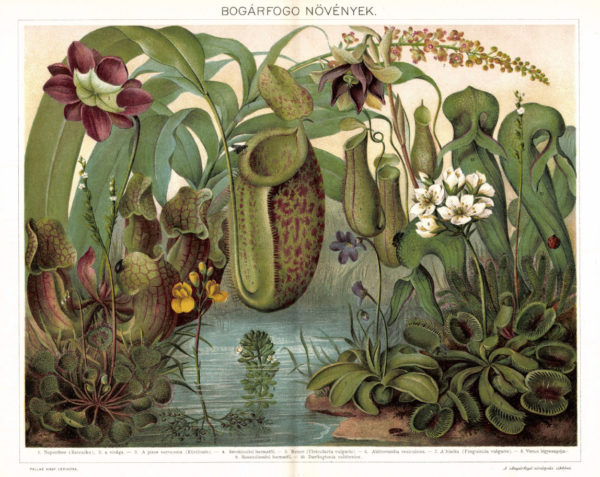 Bogárfogó növények 1893