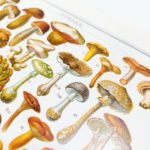 Gombák eredeti antik nyomat A4